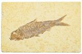 Detailed Fossil Fish (Knightia) - Wyoming #244205-1